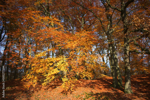 Herbstwald