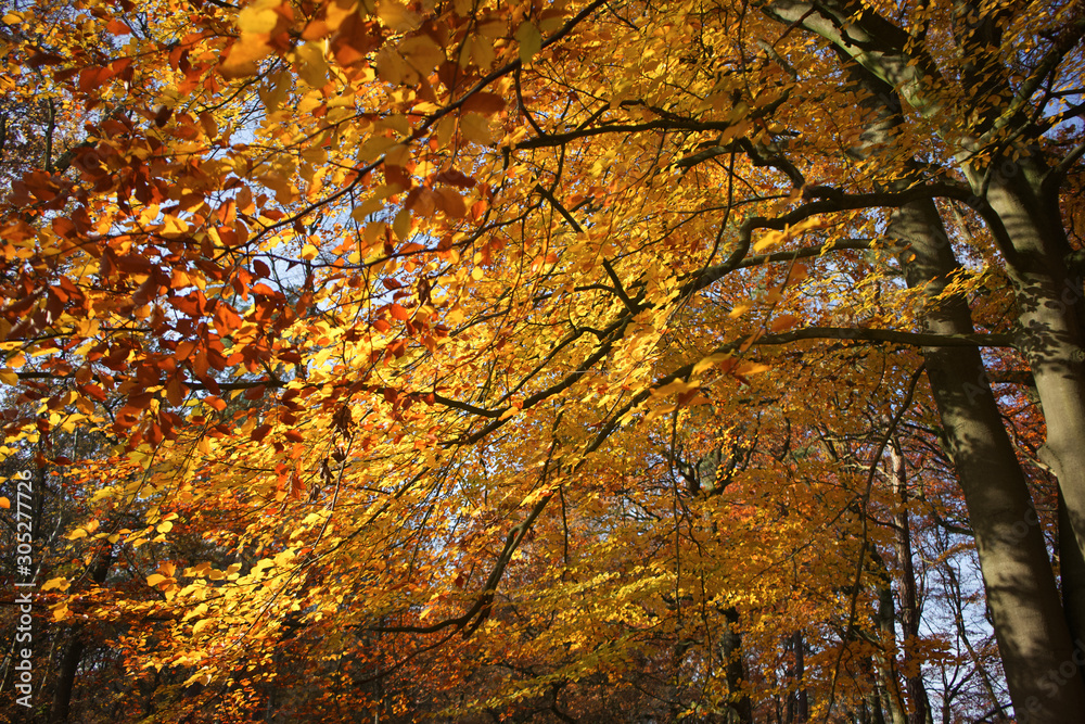 Bäume Herbst