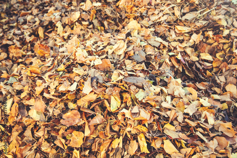 yellow leaves in autumn forest yellow leaves in autumn forest