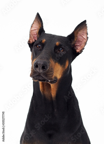 Doberman dog looks up on a white background