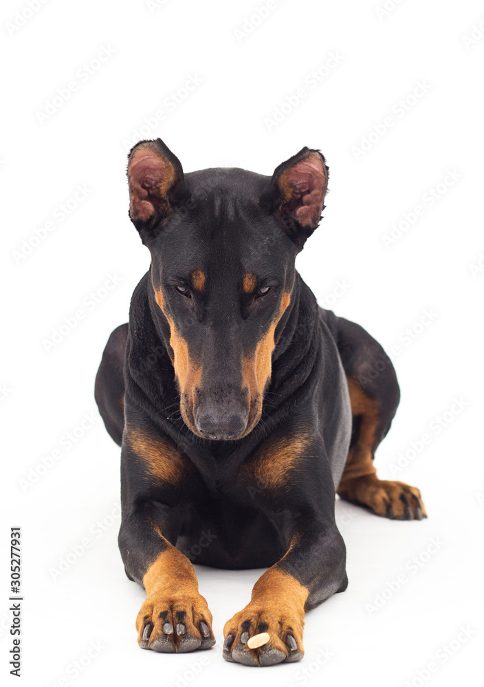 dog looking up on a white background