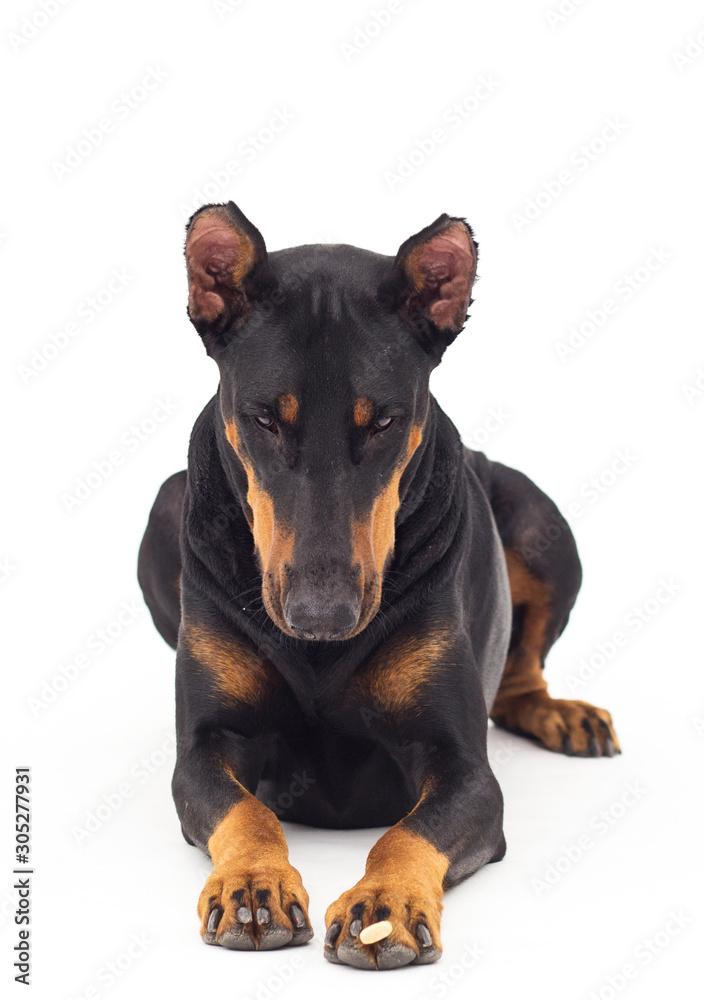 dog looking up on a white background dog looking up on a white background