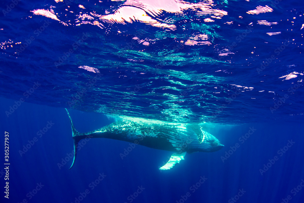 A humpback swimming on her side