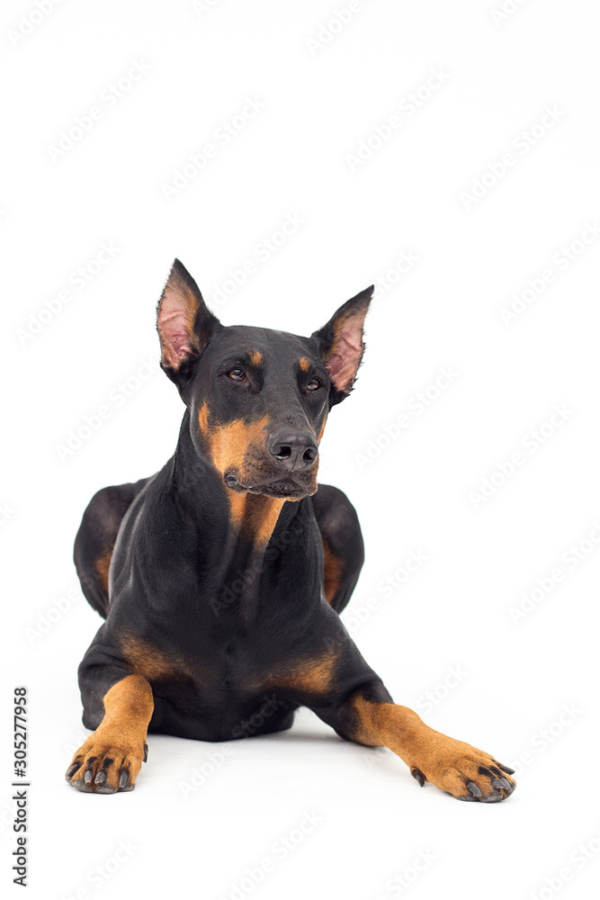 doberman dog looking up on a white background