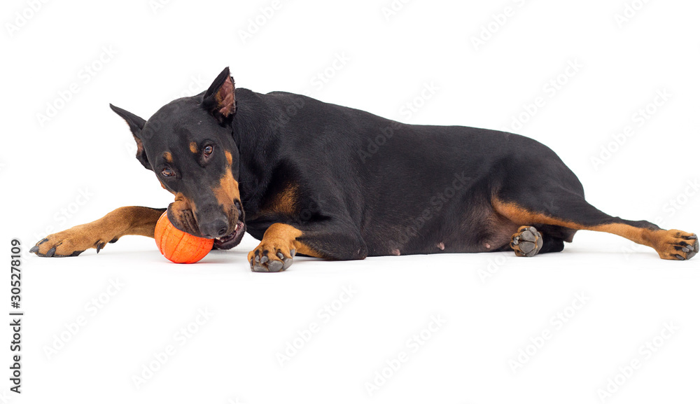 Doberman dog lies on a white background