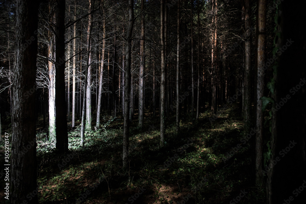 Fototapeta premium Magical lights sparkling in mysterious pine forest at night.