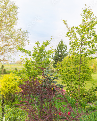 spring garden with ornamental plants and trees, close-up middle bed with plants of different shades of green and red tulips