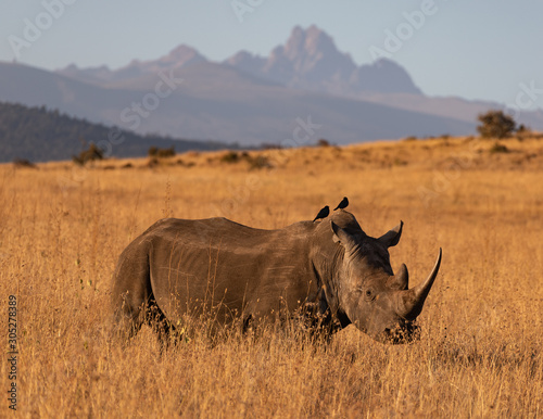 Rhino with Mt photo