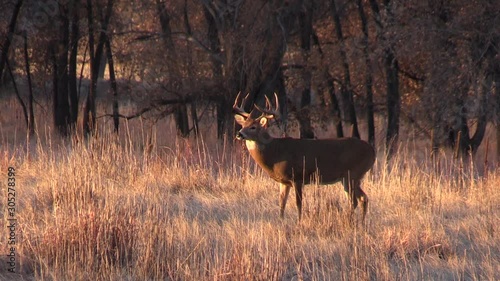 Whitetail Buck in Colorado During the fall Rut