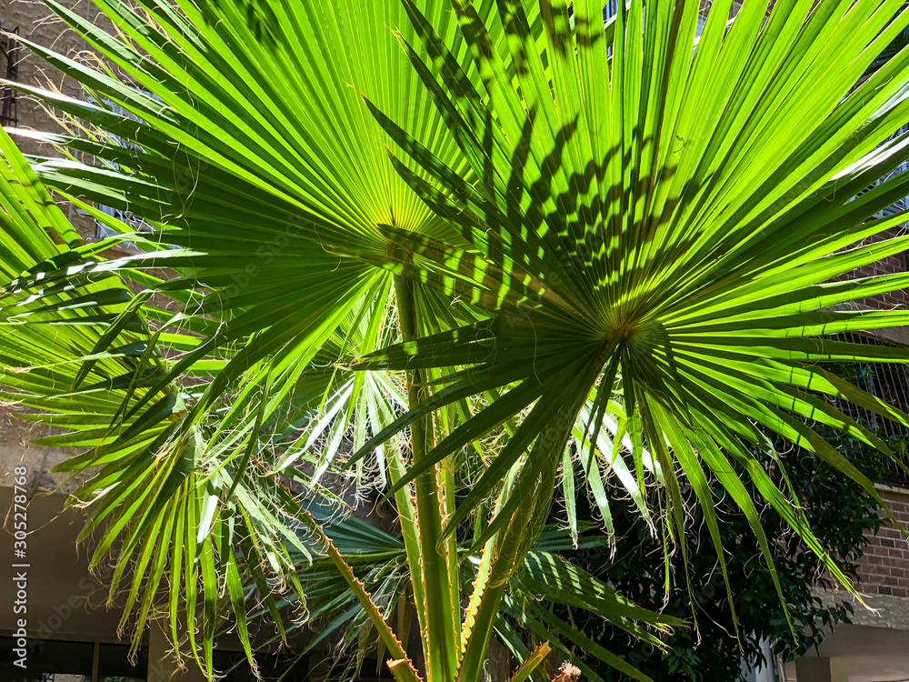 Leaves of palm tree close up. Palm branches. Natural texture of tropical leaves. Leaves of palm tree close up. Palm branches. Natural texture of tropical leaves.