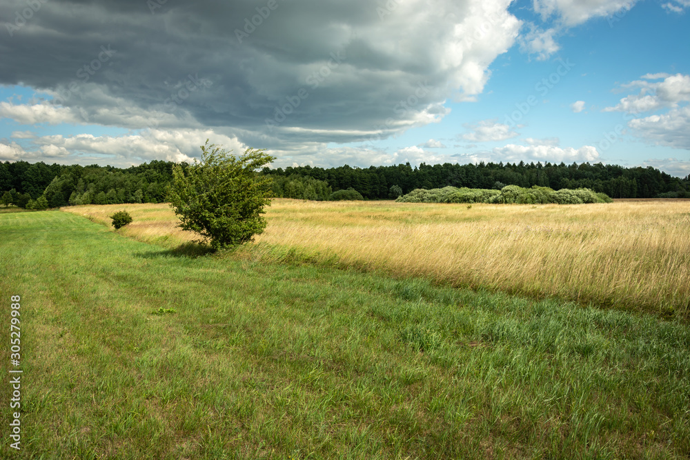 Tree growing on a green meadow, forest and clouds on a sky