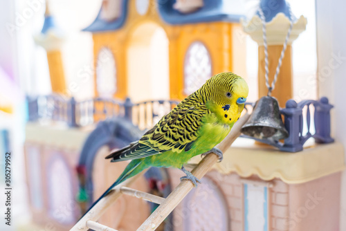 Funny budgerigar. Cute green budgie parrot sits on wooden stairs near toy castle and plays with bell. photo