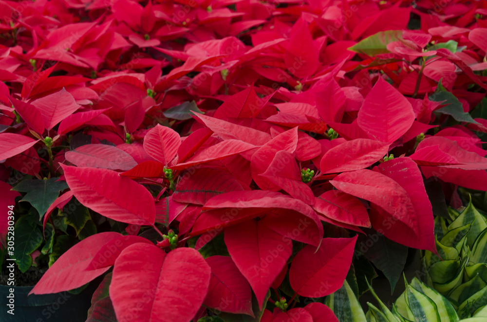 Red poinsettias (Euphorbia pulcherrima) in pots. Red poinsettias (Euphorbia pulcherrima) in pots.