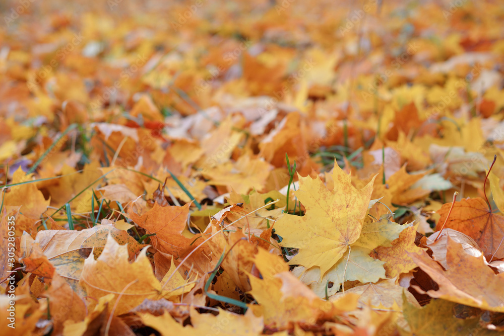 Golden autumn, beautiful background of orange leaves Golden autumn, beautiful background of orange leaves