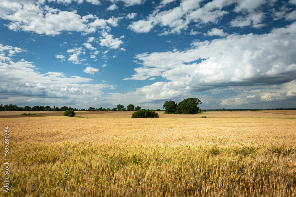 Fototapeta premium Golden grain field, horizon and white clouds in the sky