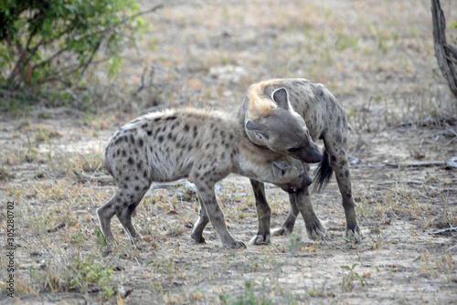 Hyaena love