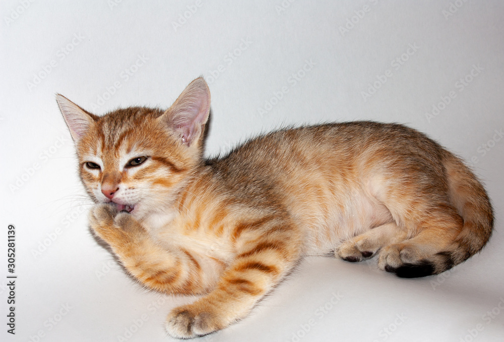 Cute auburn kitten on white background