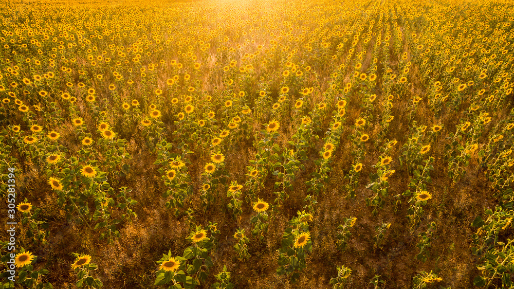Vue aérienne sur le grand champ de tournesols. Coucher de soleil. Plateau de Valensole, Provence, France.