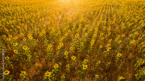 Obraz na płótnie Vue aérienne sur le grand champ de tournesols. Coucher de soleil. Plateau de Valensole, Provence, France. w salonie