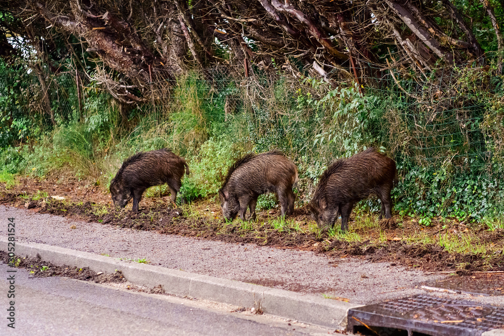 Trois sangliers sauvages sur le trottoir de ville cherche à manger.
