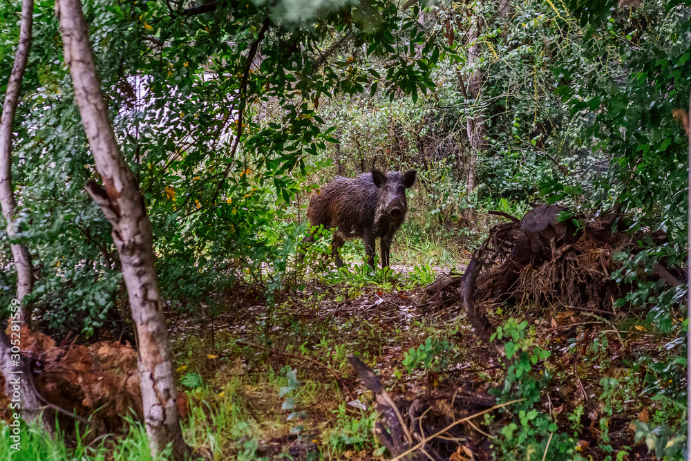 Un sangliers sauvages entre des arbres, debout, regard attentif.