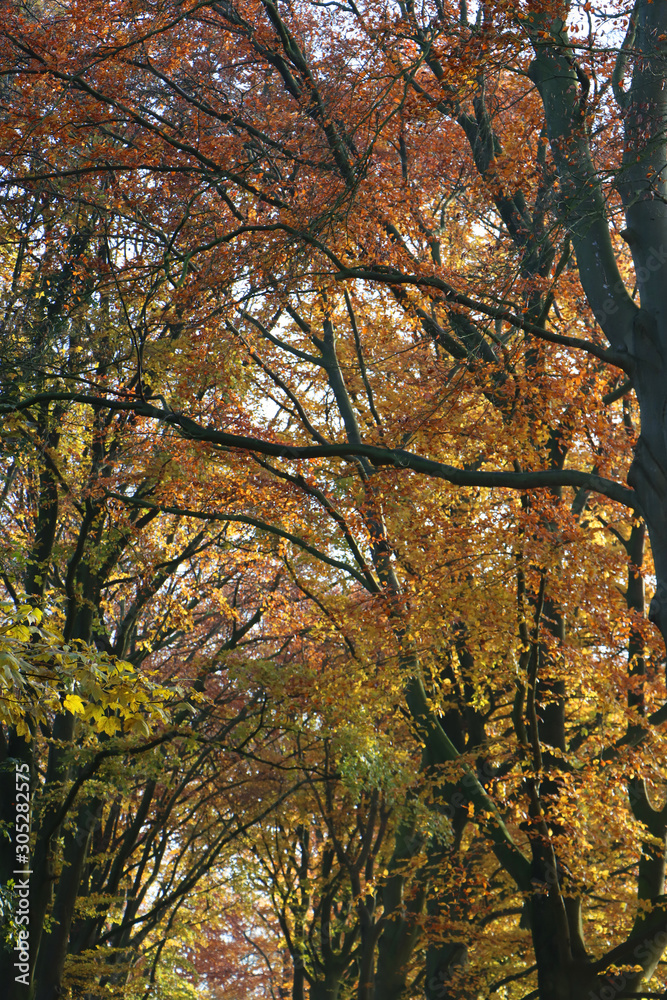 Autumn Forest Branches