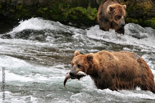 Bear catching salmon 