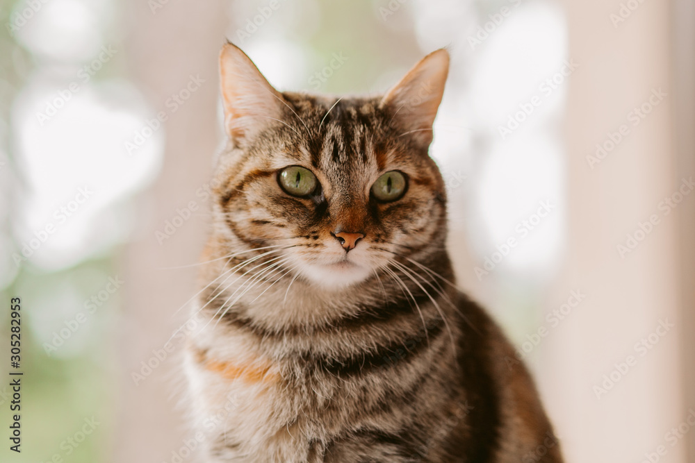 Beautiful tabby cat portrait. Domestic cat posing. Beautiful tabby cat portrait. Domestic cat posing.