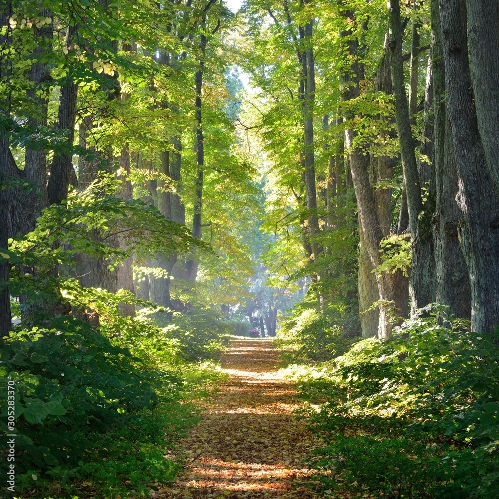 Road in a beautiful forest in the morning - obrazy, fototapety, plakaty 