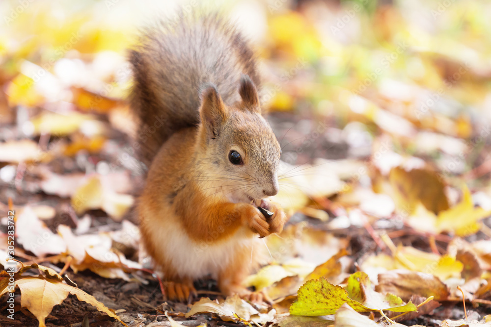 Eurasian red squirrel nibbles on sunflower seeds Eurasian red squirrel nibbles on sunflower seeds