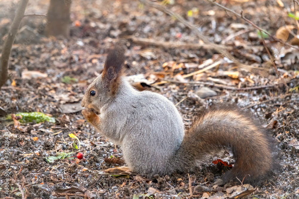 Squirrel eats nuts on fallen leaves covered with first snow. Eurasian red squirrel, Sciurus vulgaris Squirrel eats nuts on fallen leaves covered with first snow. Eurasian red squirrel, Sciurus vulgaris