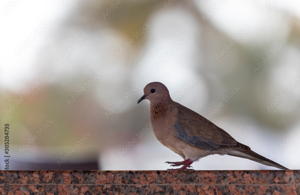 Fototapeta premium Pigeon on the marble