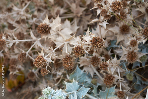 Eryngium maritimum