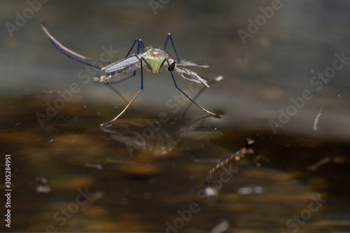 Close-up of a mosquito on the surface of the wastewater .