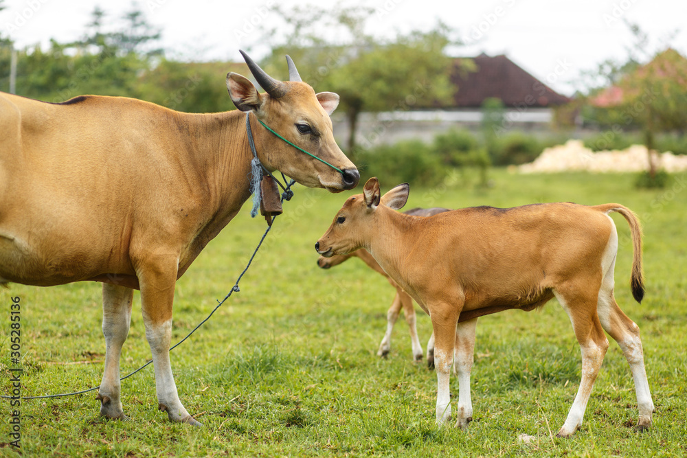 A herd of bright tropical Asian cows grazing on green grass. Big cow with calf A herd of bright tropical Asian cows grazing on green grass. Big cow with calf