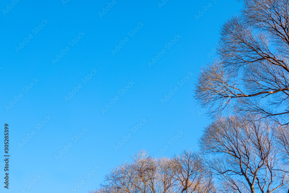 Autumn tree branches without leaves against a clear blue sky.