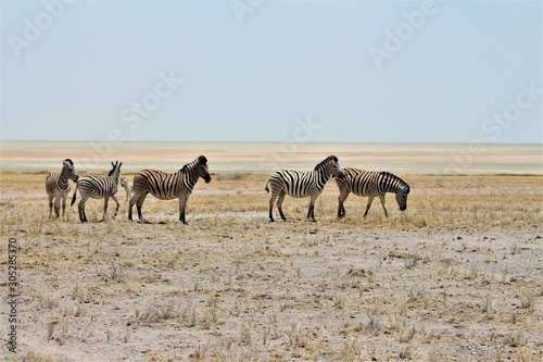 Herd (six)  zebras standing in Bushland in Etosha Nationalpark / Namibia © Heike