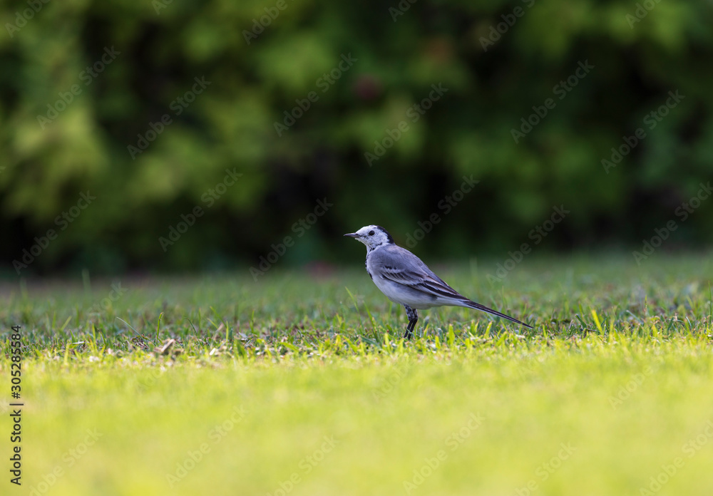 Fototapeta premium Wagtail on a grass