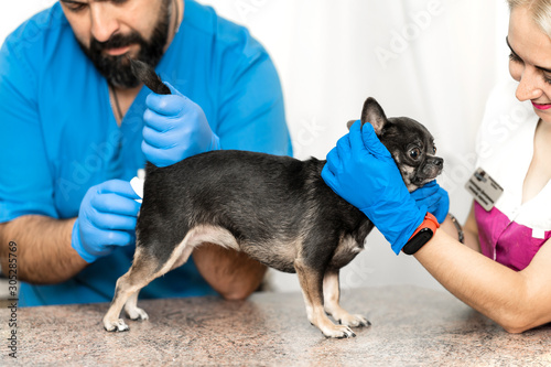 Veterinarians clean the paraanal glands of a dog in a veterinary clinic. A necessary procedure for the health of dogs. Pet care