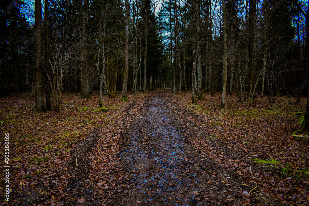 Fototapeta premium frozen soil road in the forest