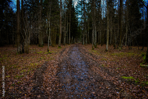 frozen soil road in the forest