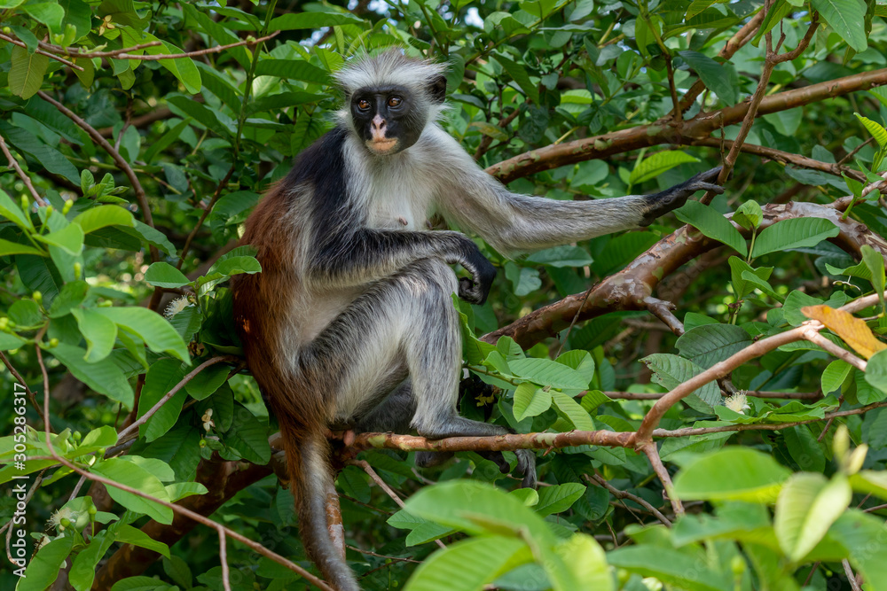 Fototapeta premium Affe im Jozanie Forest