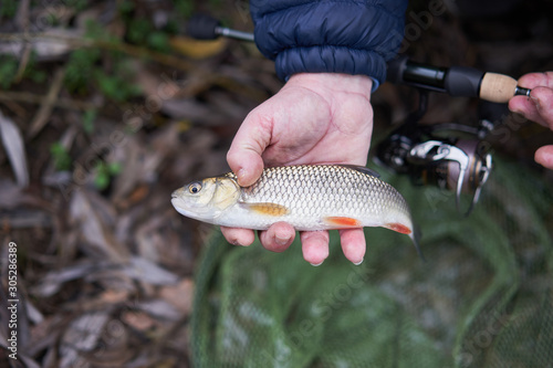 Small panfish Common or european chub, squalius cephalus, in the fisherman hand during the winter fishing on the rod with soft lures in the river  in Czech Republic. Catch and release sport angling. photo