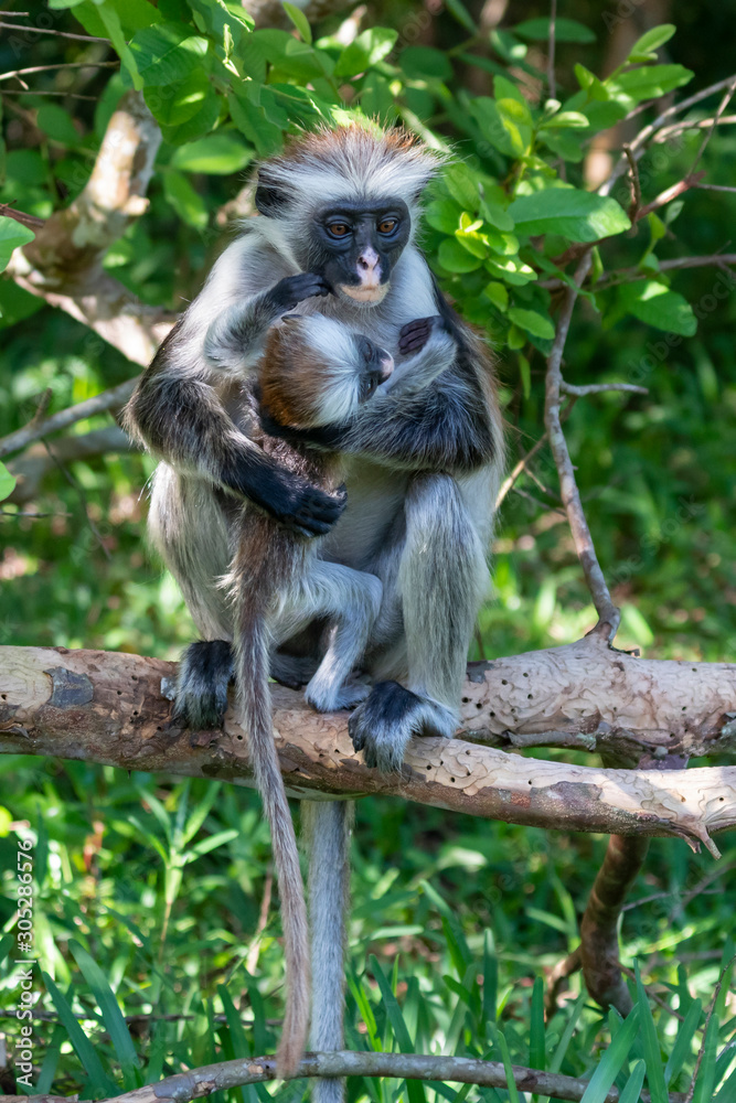 Affe im Jozanie Forest