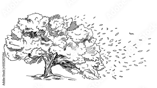 Spreading tree on the wind, leaves are flowing