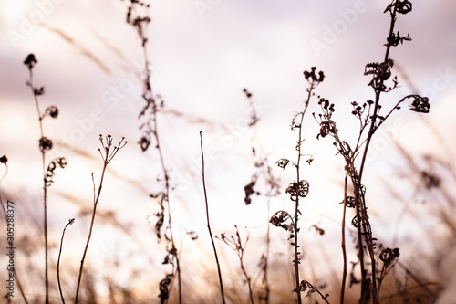 Autumn dry wild grass and different herbs on the meadow. Fall nature wildflower on clouds sky backround.
