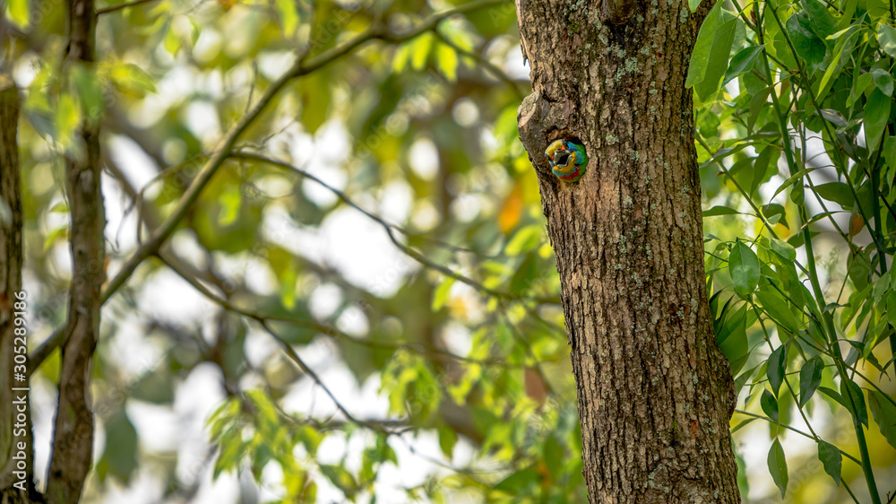 A bird Taiwan Barbet inside the hole nest on the tree at Taipei. Taiwan. A bird Taiwan Barbet inside the hole nest on the tree at Taipei. Taiwan.