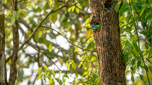 A bird Taiwan Barbet inside the hole nest on the tree at Taipei. Taiwan.