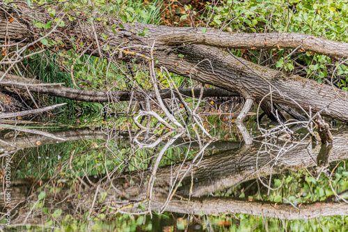 Toter Baum im Wasser