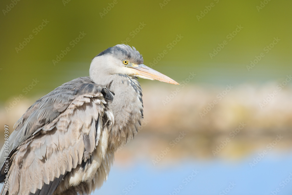 Fototapeta premium Great blue heron